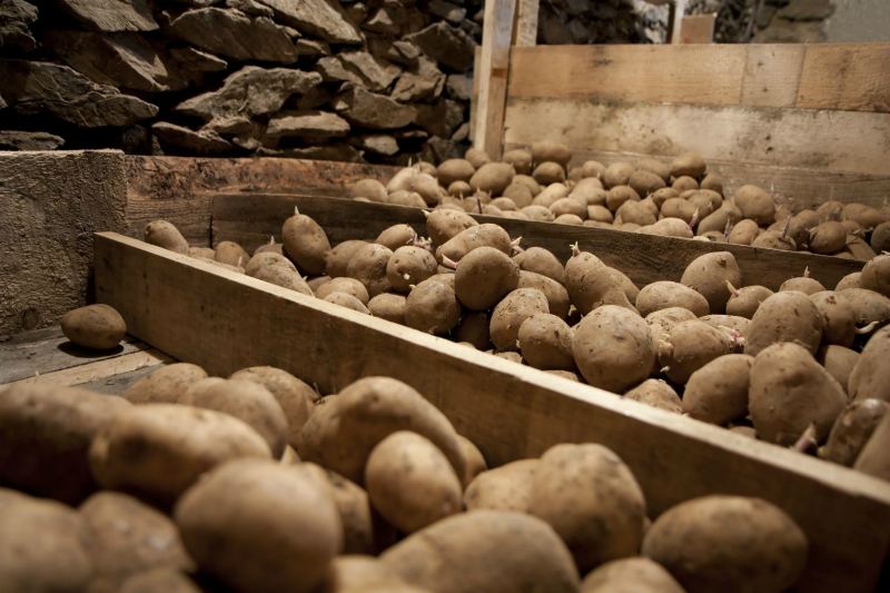 Ақмола облысында 4 адам шіріген картоптың кесірінен көз жұмды