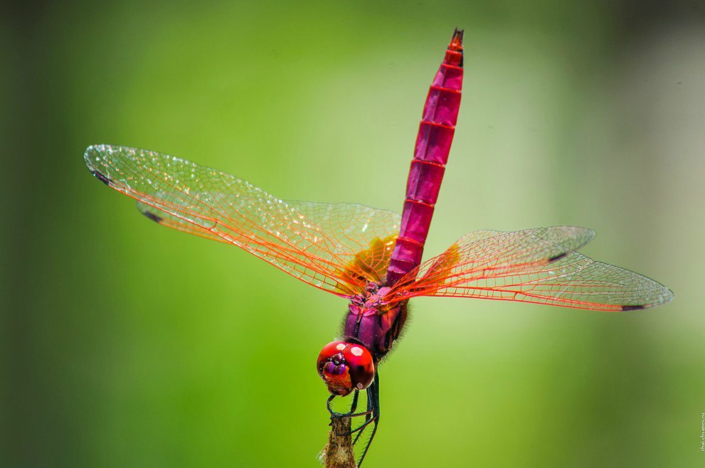Әйелдермен серуендеу порно
