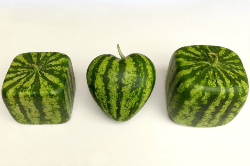 Жігіт қарбызды тракциялайды Жігіт қарбызды тракциялайды