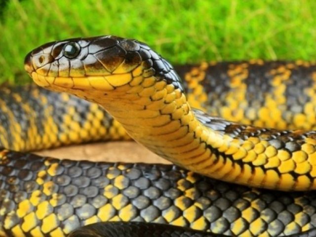 Арыстанмен порно көру Бұзық автобуста қыздың есегінен сипады.