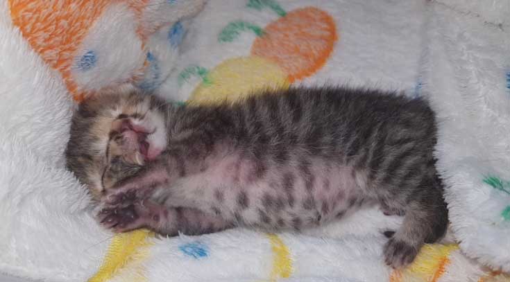 Азиялық кискалар