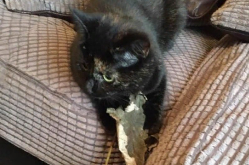 Егде жастағы адамдарға арналған лесби порно