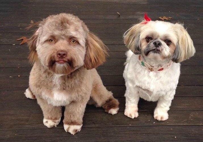 Мен әйелімді ит стиліндегі жағдайға қойдым (жеке бейне) Мен әйелімді ит стиліндегі жағдайға қойдым (жеке бейне)