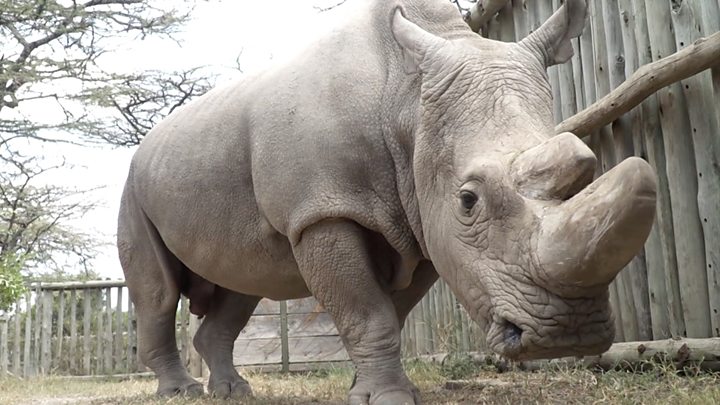 Красноярскідегі транс жезөкшелер