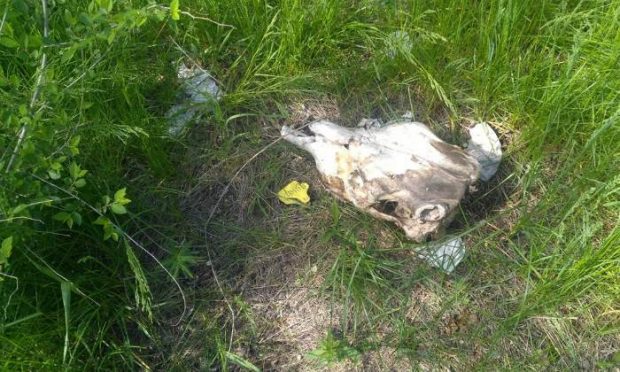 ШҚО-да үйіндіден адамның бас сүйегі мен омыртқасы табылды (фото)