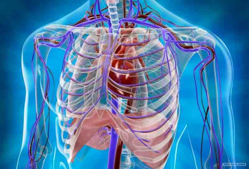 Сакура Чанның жалаңаш кеудесі