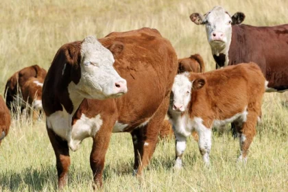 Түркістан облысында 170-тен астам әкім жайылымдық жерлер тапшылығын қолдан жасағаны үшін жазаланды