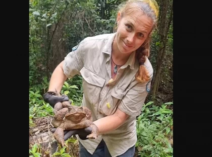 "Ит пен құсты да өлтіре алады": Бұрын-соңды болмаған 2,7 келілік алып қамыс құрбақасы табылды