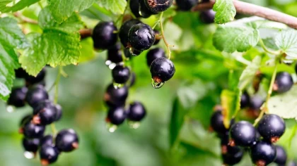 Маман қартаюдың алдын алатын өнімдерді атады