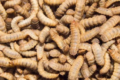 Ақтөбеде экзотикалық шыбындар арқылы тамақ қалдықтарын өңдейтін жоба ашылды