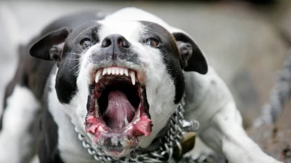 Қостанай облысында питбуль 3 жасар қыз баланы талап тастады