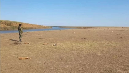 Батыс Қазақстан облысында далада 150-ге жуық өлі киік табылды