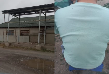 Тамаққа түсіп, көзге кіріп кетеді: Жамбыл облысында бүтін бір ауылды біте мен бүрге басты (видео)