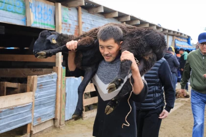 Құрбан айт мерекесінің алғашқы күнінде қанша мал сойылды?