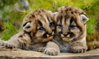 Ресейден Қазақстанға төрт айлық арыстан мен жолбарыстың күшіктерін заңсыз әкелмек болған