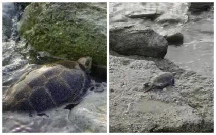 Ақтау қаласының тұрғыны Каспий теңізінің жағасынан ерекше тасбақа тауып алды