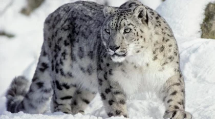 Билік Қазақстандағы қар барысы санының күрт азайғаны туралы ақпаратты теріске шығарды