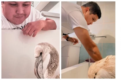 Блогер құтқарған қоқиғаз балапандарының бірі Алматы зообағына апара жатқанда өліп қалды