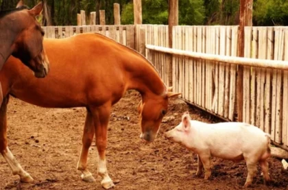 Қазақстанда шошқаға жылқыдан қарағанда 40 есе көп ақша бөлінеді – Депутат