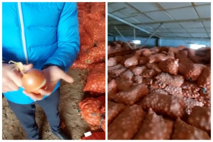 "500 тонна пияз шіріп жатыр": Қазақстандық қоғам белсендісі қоймаға жиналған көкөністің жеуге жарамсыз болғанын айтып дабыл қақты