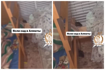 Алматы балабақшасында қаптап жүрген егеуқұйрықтар: Әкімдік жаңа мәліметтермен бөлісті