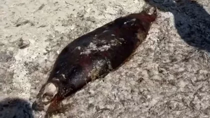 Каспий жағалауынан тағы да он шақты итбалық пен құстардың өлексесі табылды