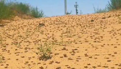 Қызылорда облысы аумағын шегіртке басып жатыр (видео)