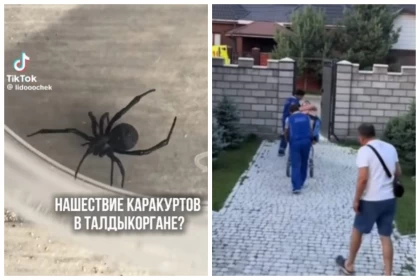 Талдықорғанда ер адамды қарақұрт шағып, жансақтау бөліміне түсті