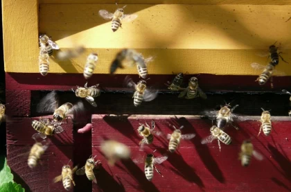 Үш адамның жағдайы ауыр: Францияда балара үйірі адамдарға шабуылдап, жиырмадан астам адамды шағып алған