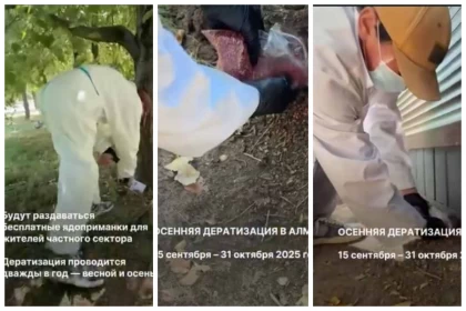 "Тиіндерді өлтіресіздер": Алматылықтар әкімдіктің егеуқұйрықтарды улау шарасына наразы