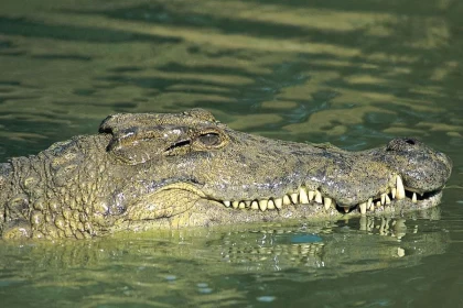 2032 жылғы Олимпиада ойындарын қолтырауындар мекеніне айналған өзенде өткізуді жоспарлап отыр