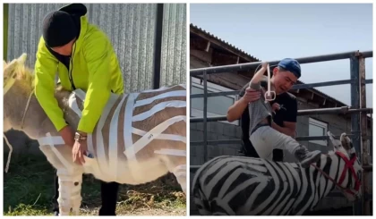 Қазақстандық блогер есекті бояп, “зебраға” айналдырған: Желі қолданушылары ер адамды жазалауды талап етуде