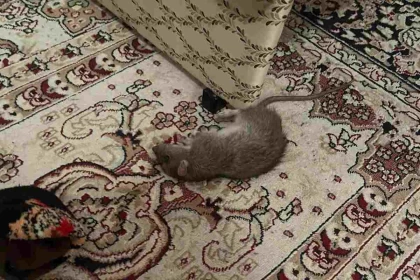 "Тіпті адамдардан қорықпайды": Атыраудың үш ауданын егеуқұйрықтар басты