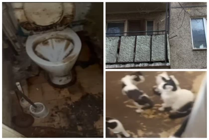 "Сасық иіс бүкіл үйге жайылған": Алматыда бір бөлмелі пәтерде 20-ға жуық мысық асыраған зейнеткерге көршілері наразы болды