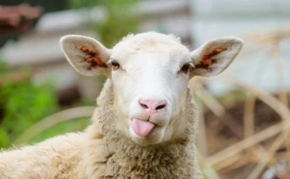 Өмірде жоқ 100 мың малды жүйеге тіркеген: Түркістан облысында мал дәрігерлері 271 миллион теңге субсидияны жымқырған