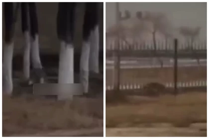 Маңғыстауда мектеп оқушыларына жабайы түлкілер шапты