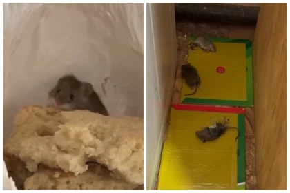 "Күніне жүзге жуығын ұстаймын": Атырау облысында тышқан көбейіп, мектеп онлайн оқуға ауысты, балабақша уақытша жабылды