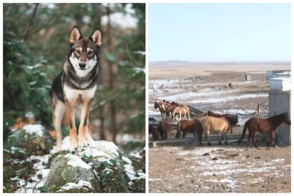 Абай облысында қасқырлар ірі қара малға шабуыл жасап, шаруалар 160 миллион теңге шығынға ұшыраған