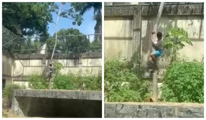 Арыстан торына кірген 19 жастағы жігітті талап өлтірді (видео)