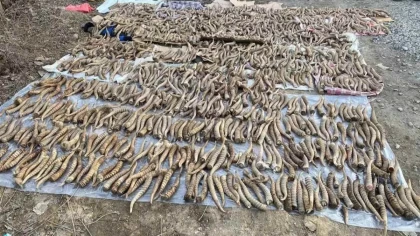 Қазақстанға киік мүйіздерін халықаралық саудаға шығару рұқсаты берілді