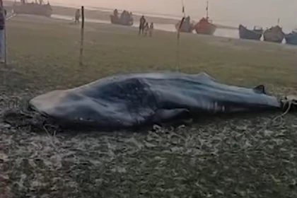 "Судан шығаруға жүзге жуық адам көмектескен": Үндістанда жағаға жақын маңнан бес тонналық акула ауланды