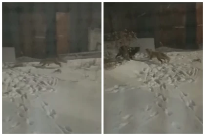 "Екі адамға шабуыл жасаған": Ақмола облысында құтырған түлкілер көбейіп, өңірде шектеу шаралары енгізілді