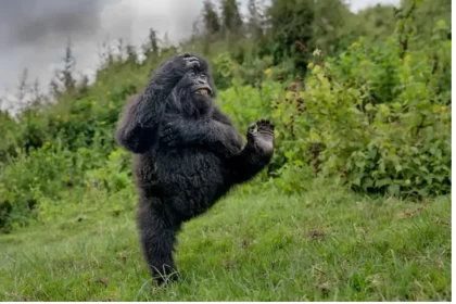 2025 жылдың жабайы табиғаттағы ең күлкілі фотосы анықталды