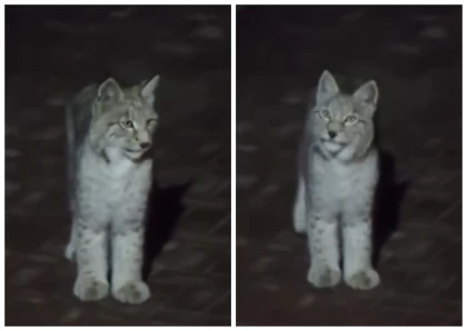 Алматыда көшеде еркін жүрген Қызыл кітапқа енген сілеусіннің төлі жұртты таңғалдырды