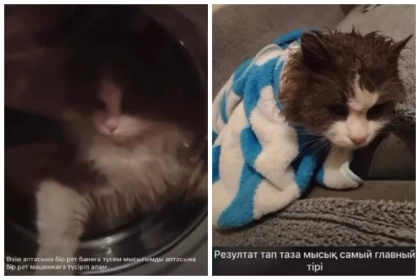 Жетісу облысында мысығын кір жуатын машинаға салып жуындырған медбике қазақстандықтардың ашуын туғызды  (видео)