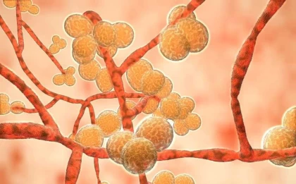 Қауіпті әрі жұқпалы Candida auris вирусы әлемге таралып жатыр