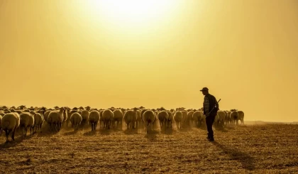 Қазақстанда енді малшылар мен шопандар ерте зейнетке шыға алады