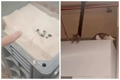 Қазақстандық Magnum дүкеніндегі күріштен мысықтың нәжісін тапты (видео)