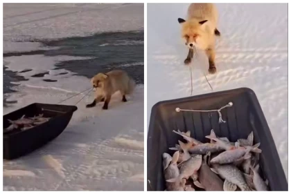 Желіде Астана маңында балықшылардың олжасы салынған арбаны ұрламақ болған түлкі жұртты күлдірді