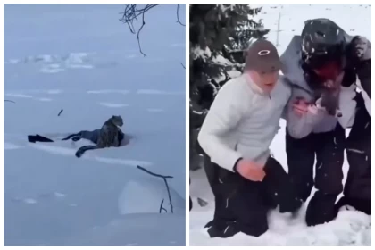 Қар барысы өзімен суретке түскісі келген әйелге шабуыл жасап, бетін жарақаттады (видео)